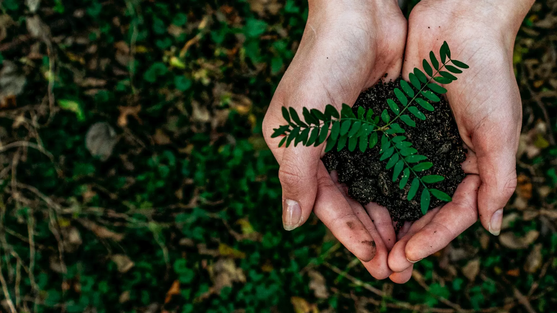 Compostaggio domestico